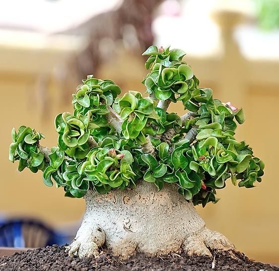 Miniatur-Adenium
