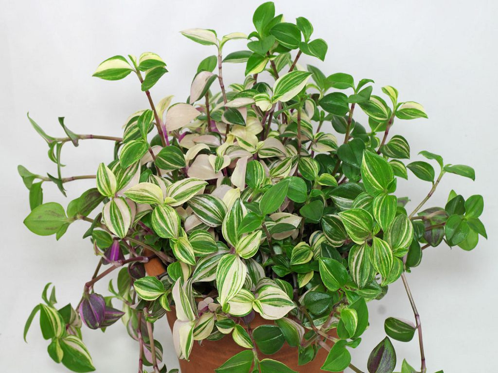 Tradescantia fluvialis