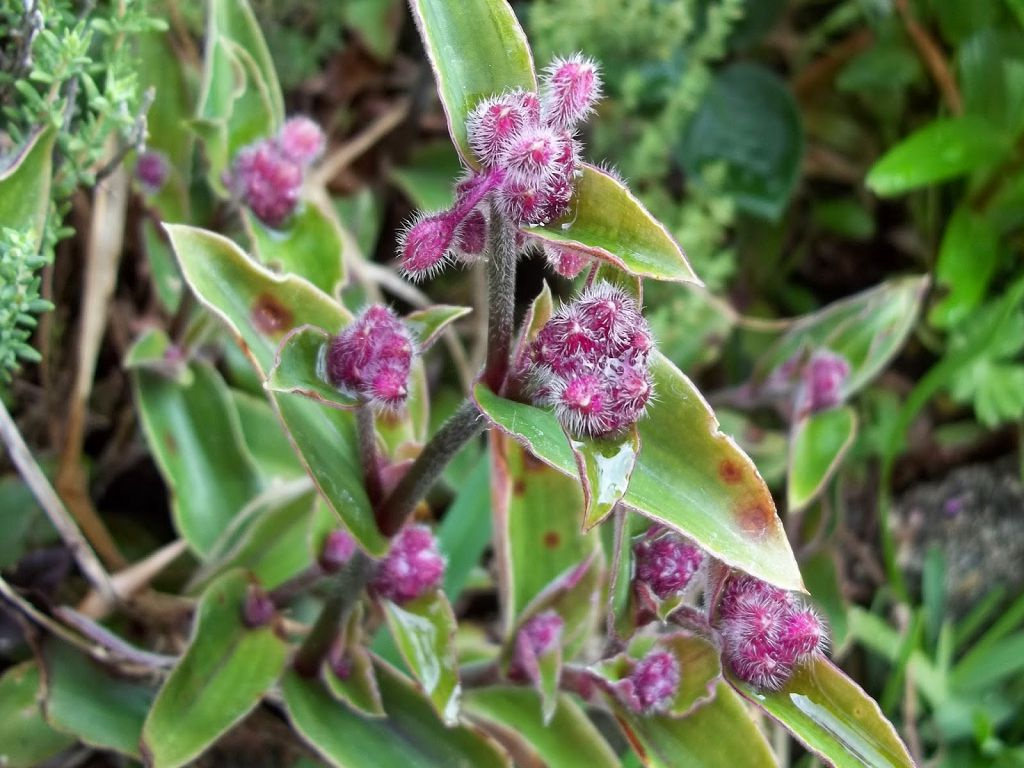 Tradescantia blossfeldiana