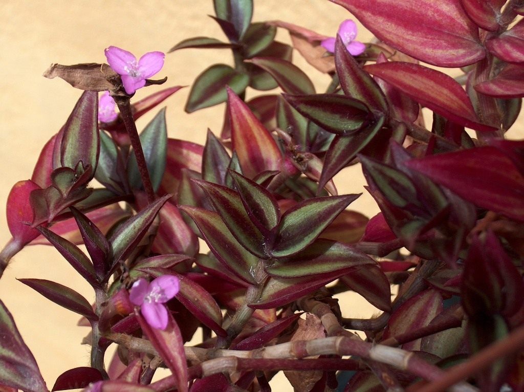 Tradescantia zebrina