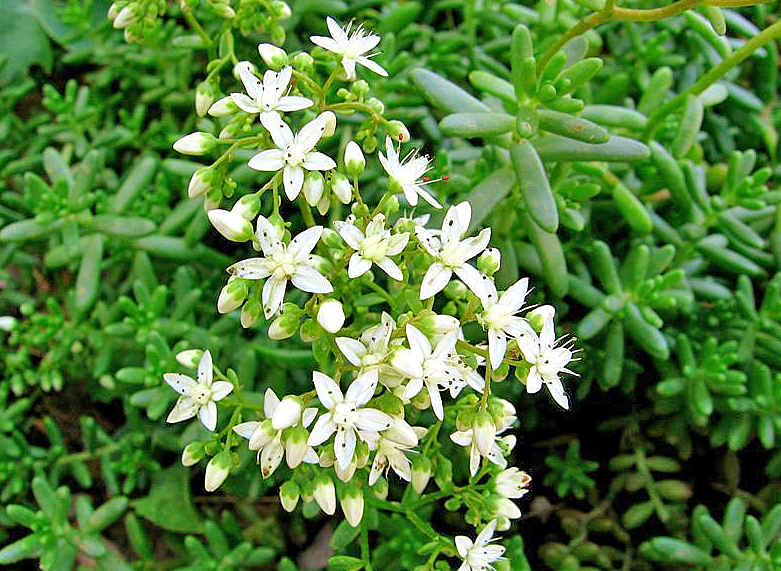 Sedum-Album