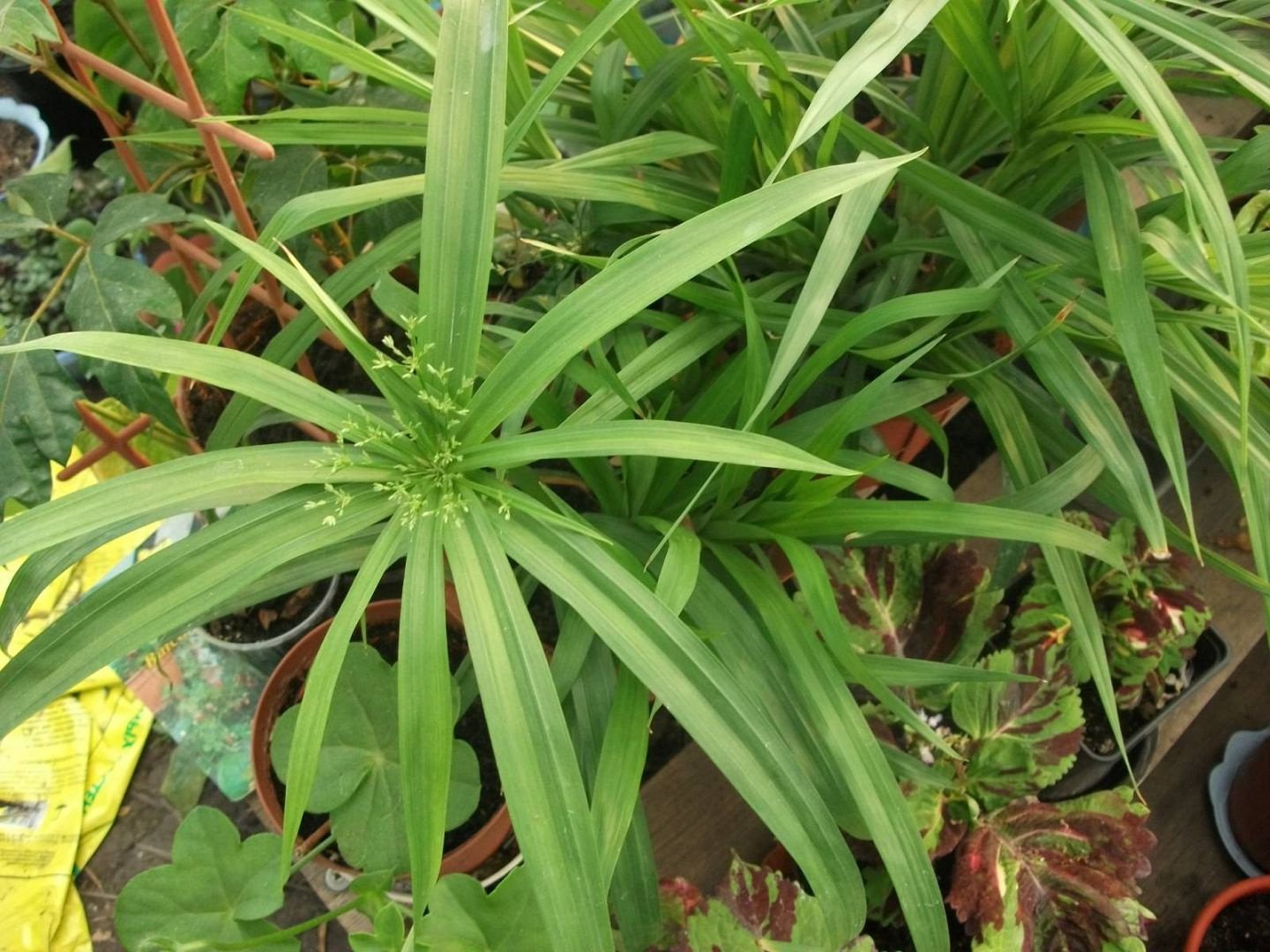 Cyperus breitet sich aus