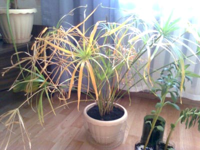 Vergilbung von Cyperus