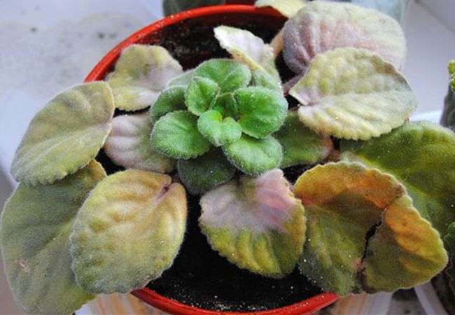 Violette Krankheit