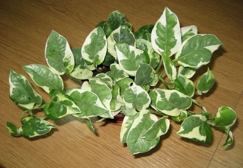 Scindapsus Freude