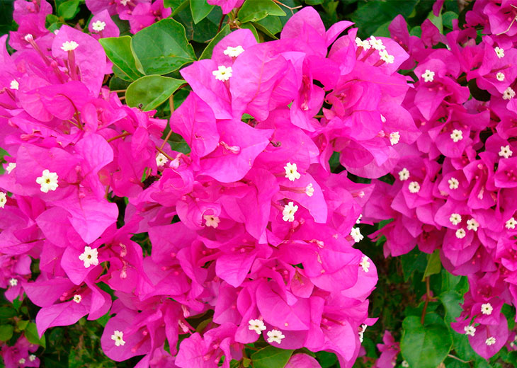 Bougainvillea