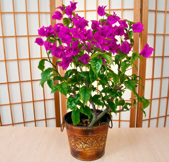 Bougainvillea Napa