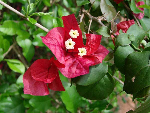 Bougainvillea Bemerkenswert