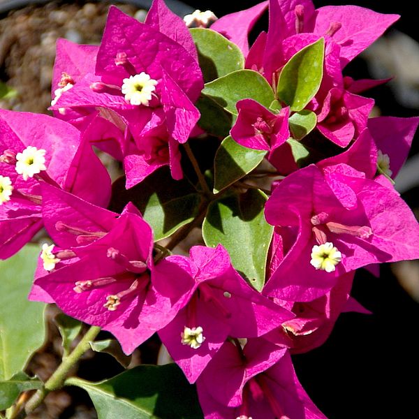 Bougainvillea Peruviana