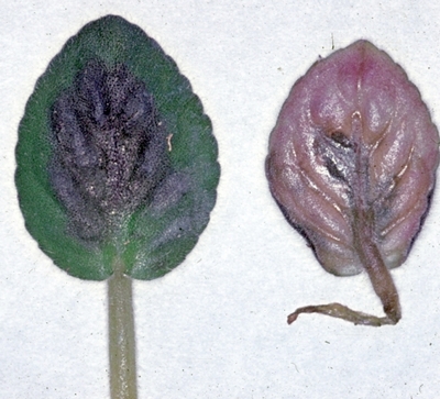 Pourrir
