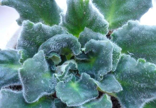 Acariens sur une violette