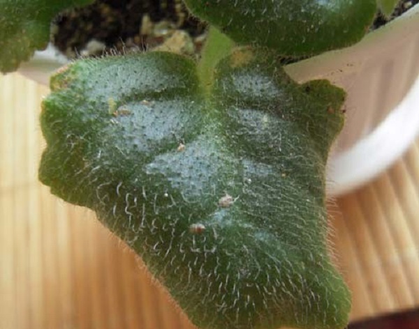 cochenille