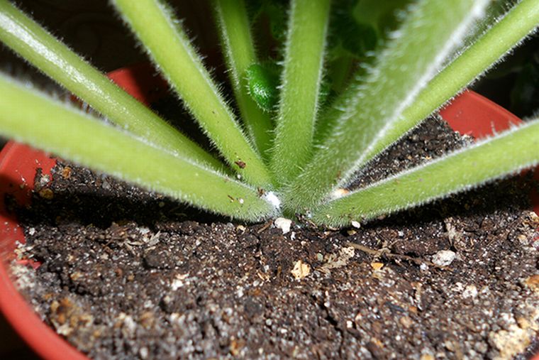 Cochenille farineuse