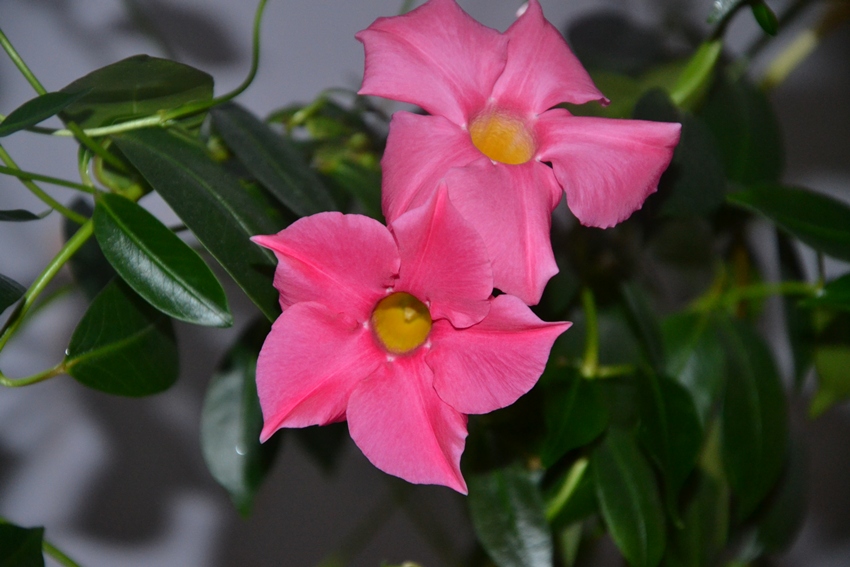 Mandevilla Splendide