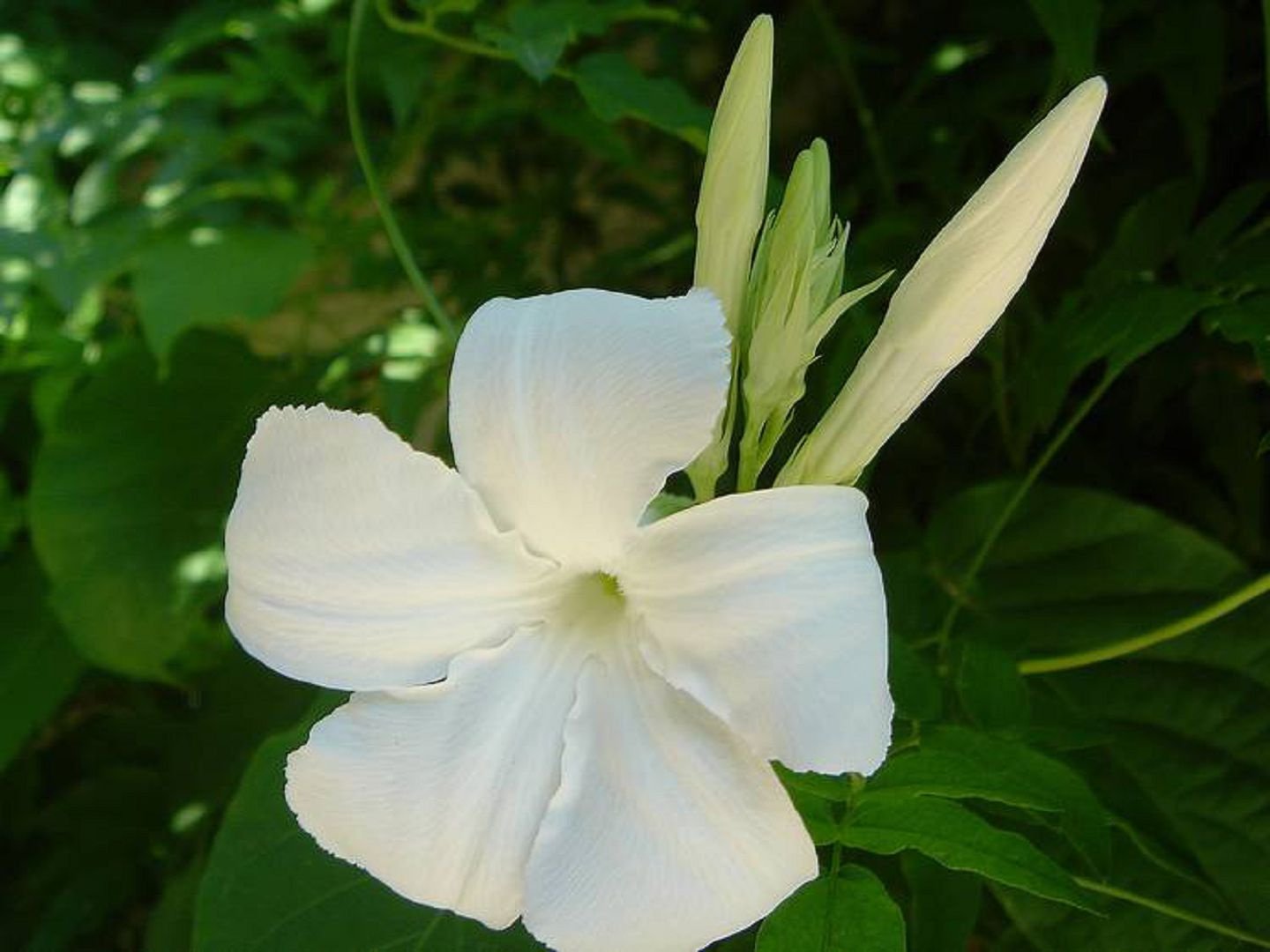 Mandevilla Loose