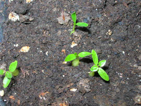 germination des graines