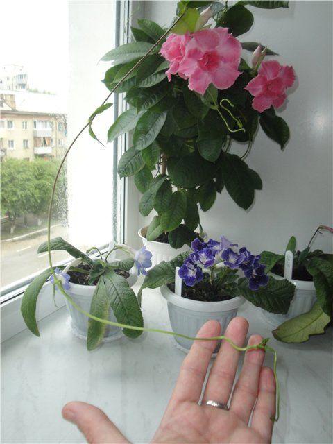 Propagation par les vibrisses