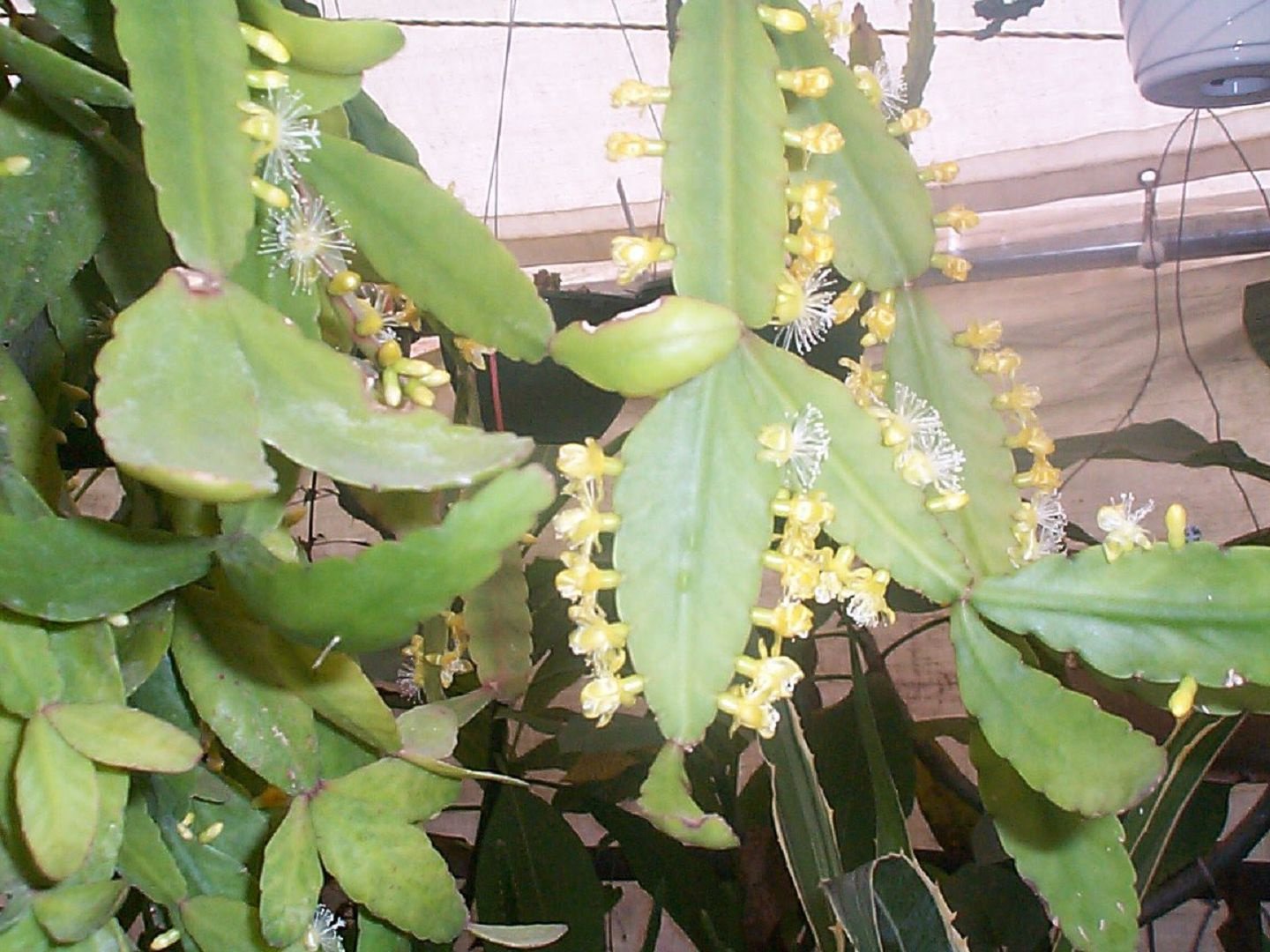 Elliptische Rhipsalis