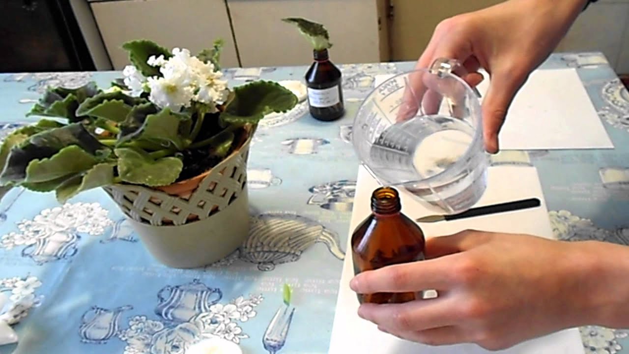 Reproduktion
