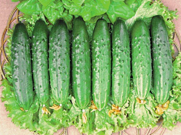 Кукувица