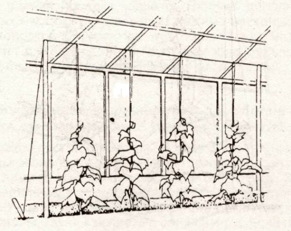 Rectangular trellis
