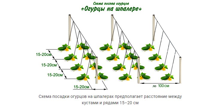 Cucumber planting pattern on a trellis