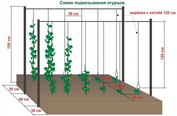 Scheme for tying up cucumbers