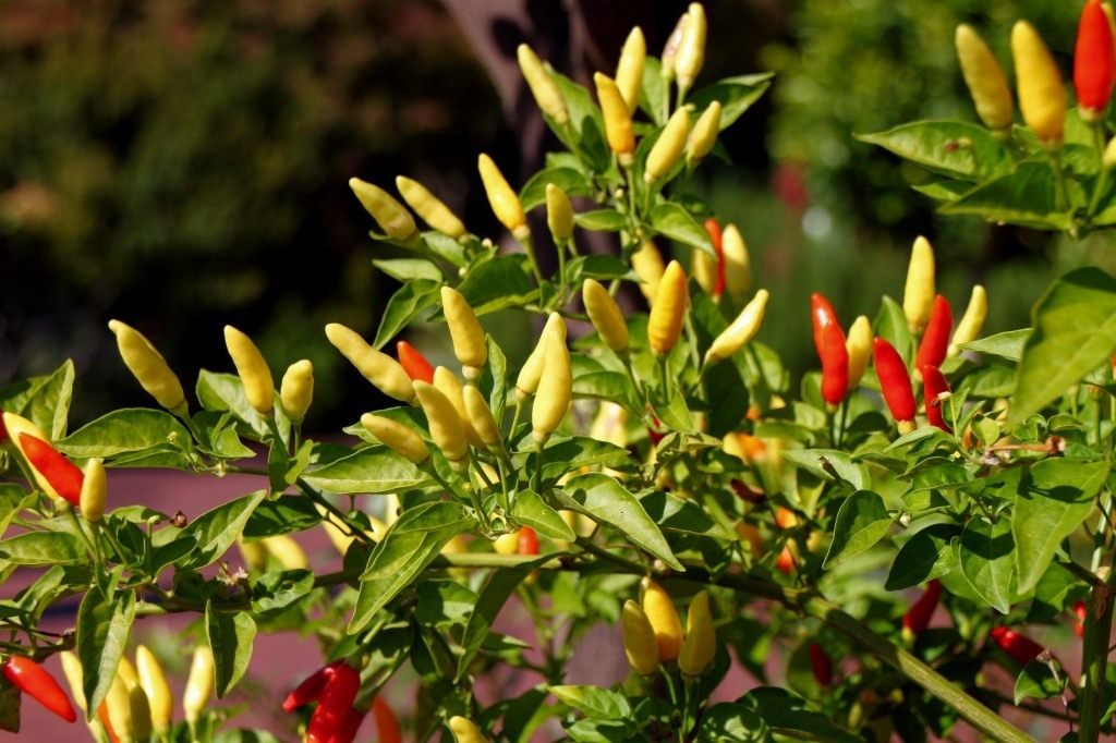 poivre Tabasco