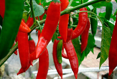 Super piment