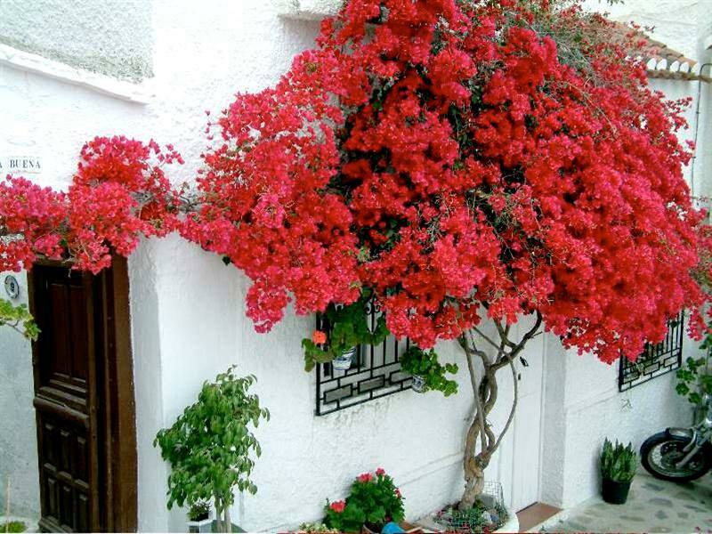 Bougainvillea