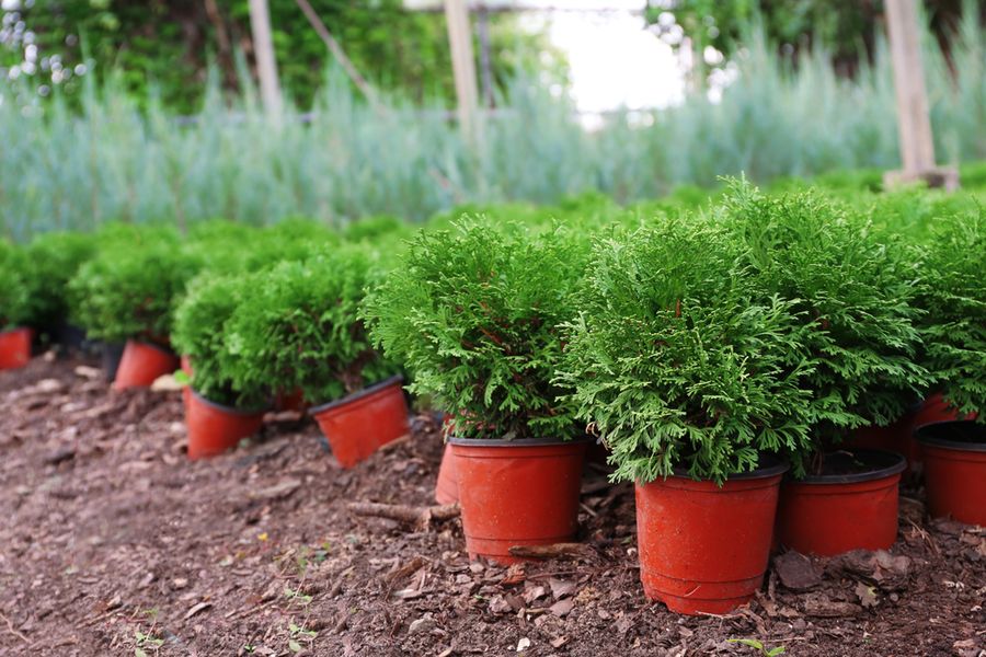 Thuja