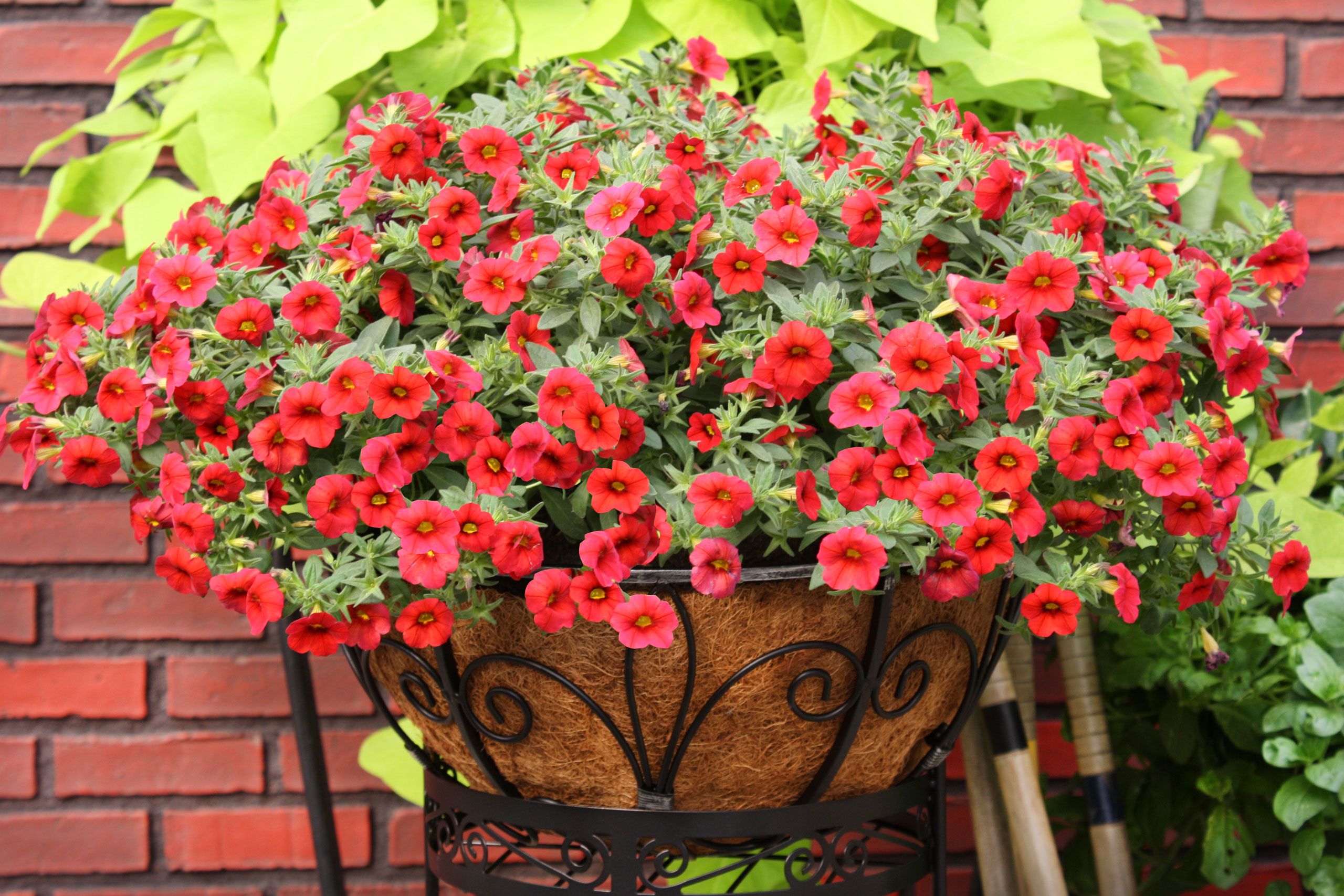 Calibrachoa