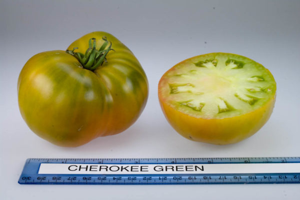 Cherokee Green Gold