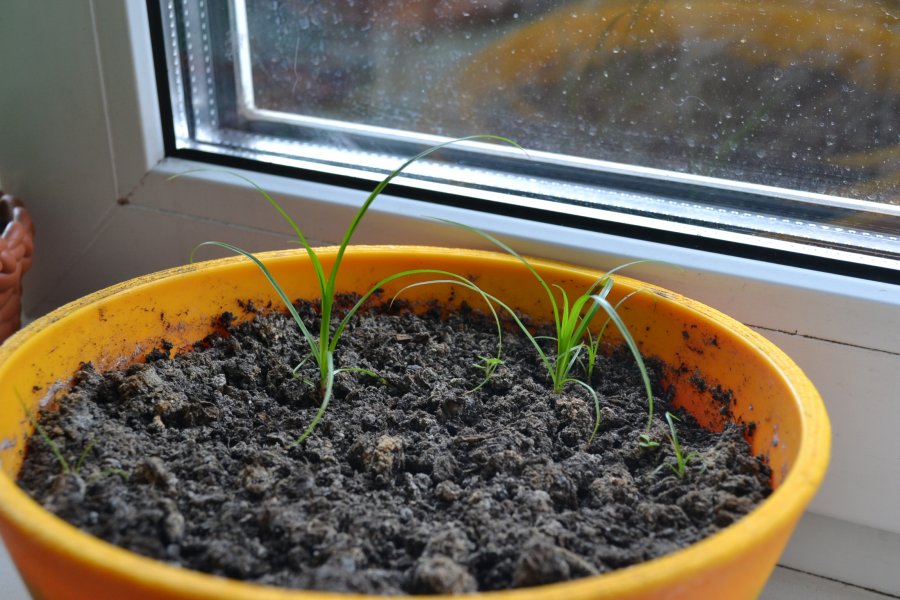 Cyperus aus Samen