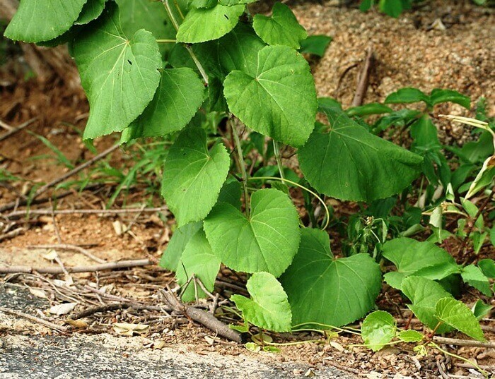 Cissus quadrangularis