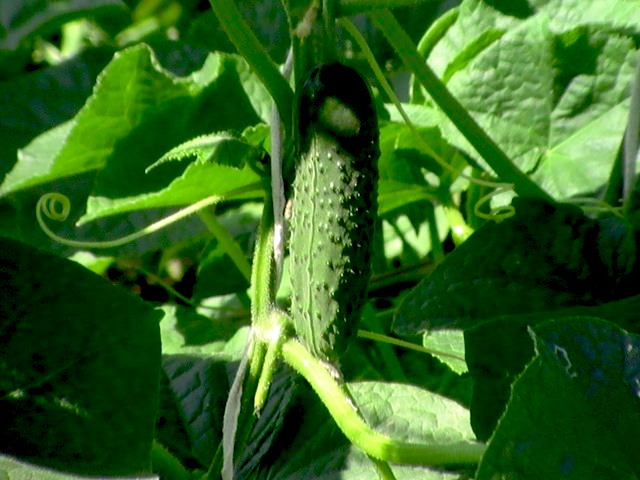 Cornichons