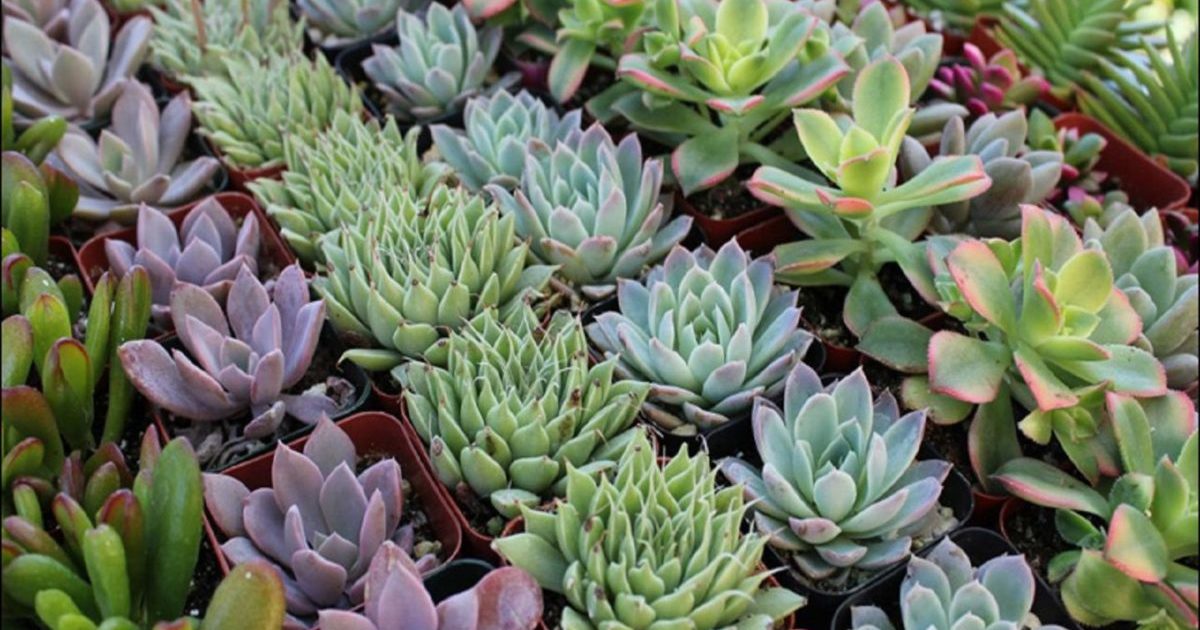 Echeveria