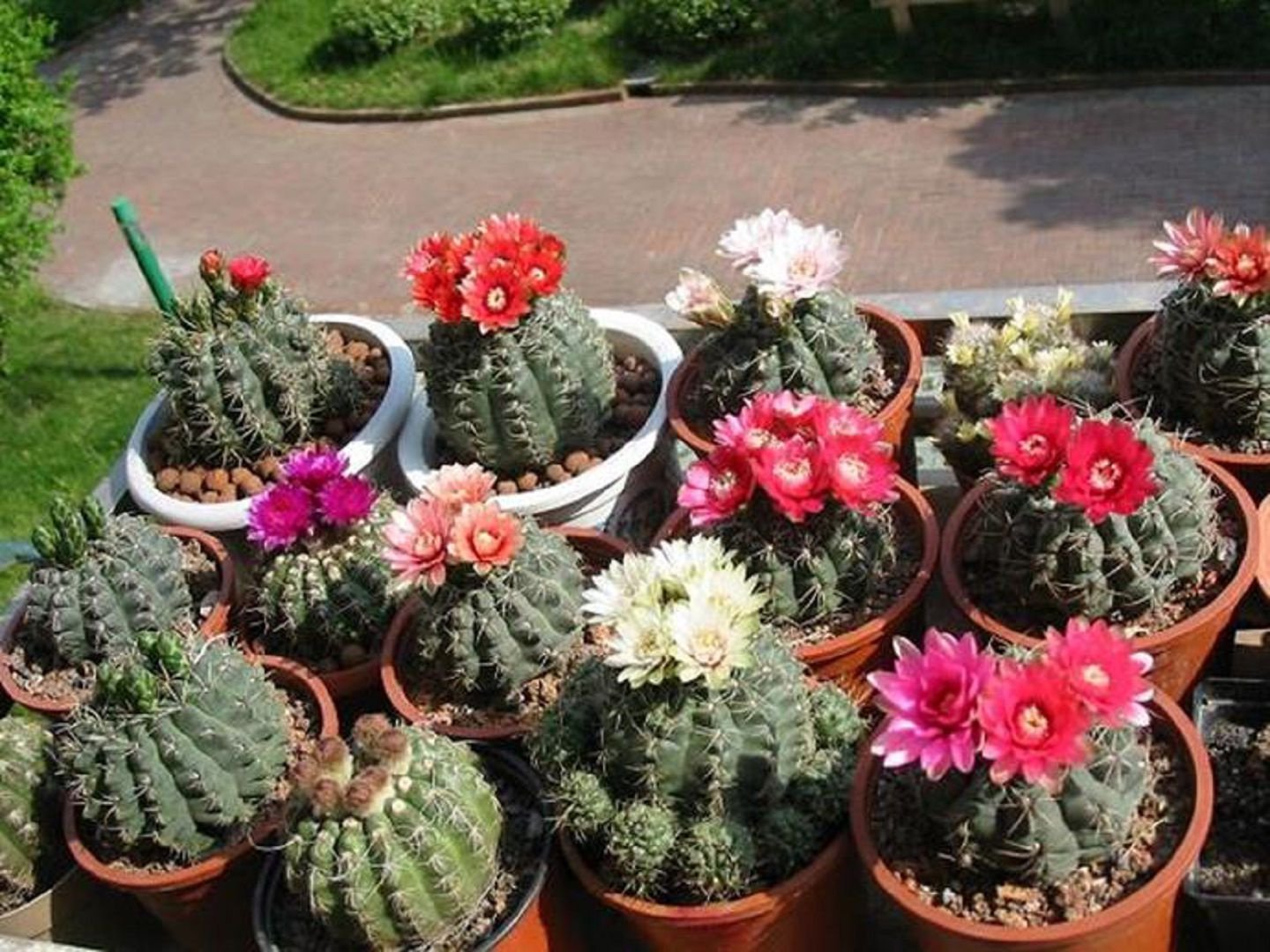Gymnocalycium