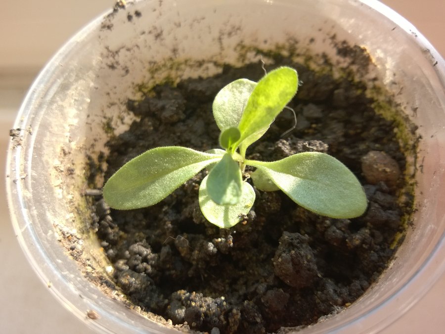 Calibrachoa aus Samen
