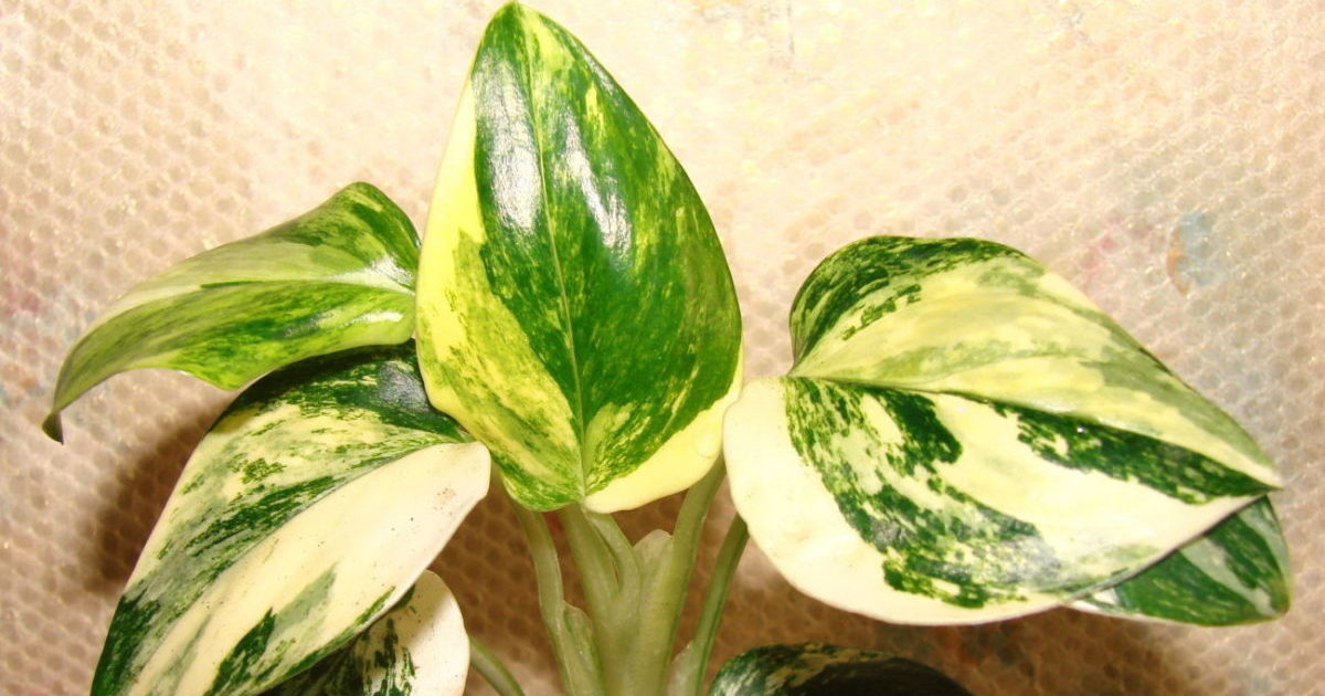 Philodendron