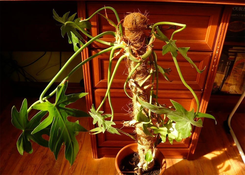 Philodendron auf einer Stütze