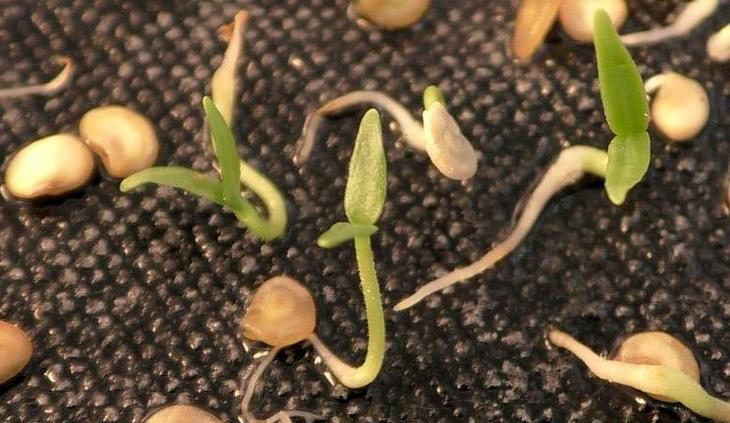 Germination des graines