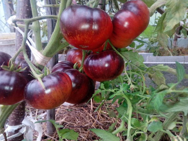 schwarze Galaxie