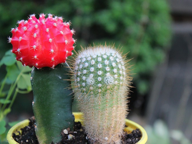 Gymnocalycium