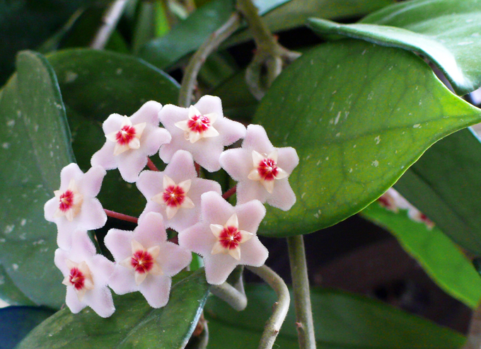 Hoya carnosa