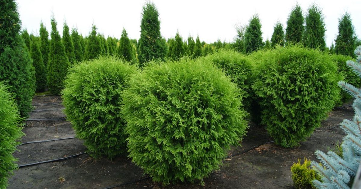Thuja