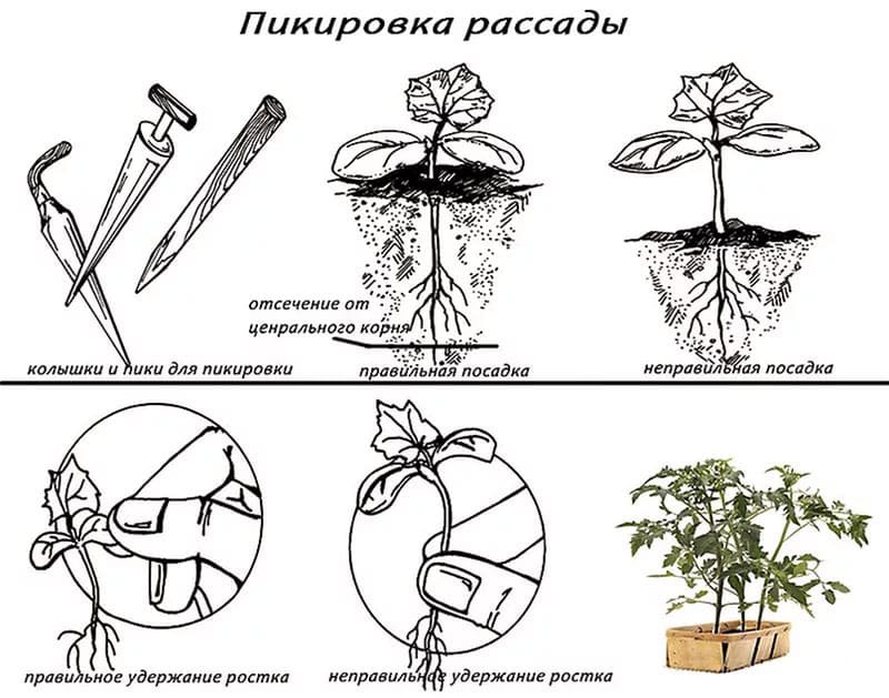 Бране на разсад