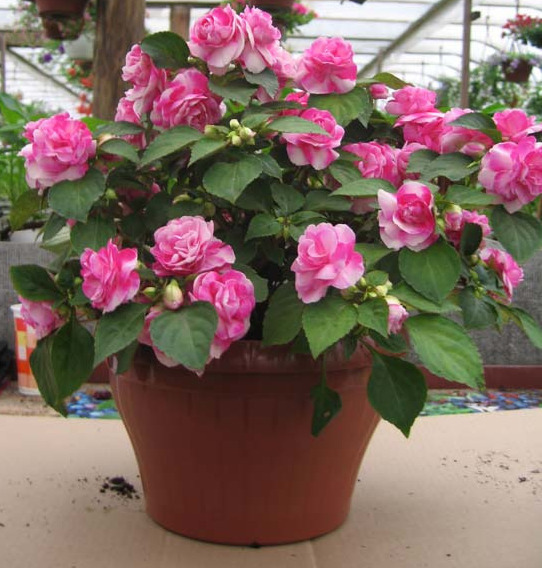Impatiens walleri