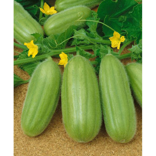 cetrioli italiani