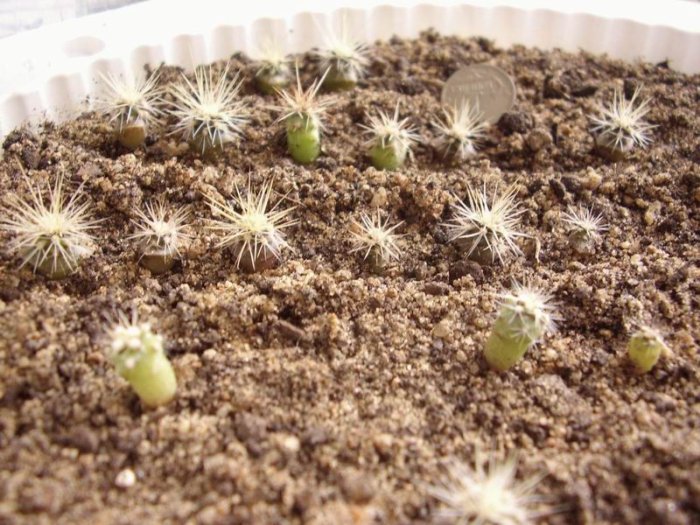 Cactus